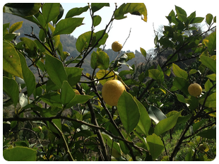 国産有機レモンの木